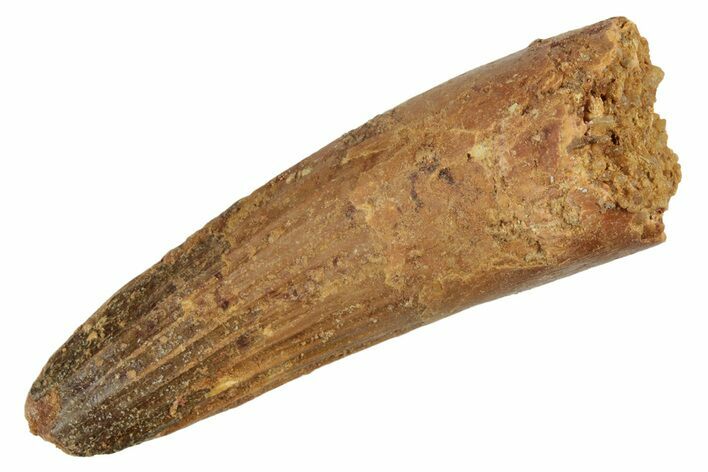 Fossil Spinosaurus Tooth - Real Dinosaur Tooth #234272